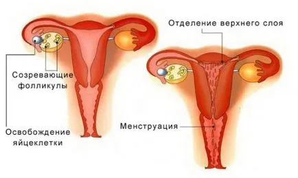 Hogyan megszűnik a menstruáció, ha azok hosszú