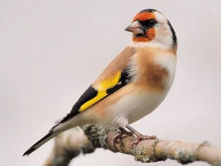 Hogyan lehet megkülönböztetni a férfi és női chickadees