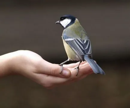 Hogyan lehet megkülönböztetni a férfi és női chickadees