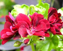 Hogyan válasszuk ki a virágok és növények a feng shui