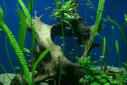 Hogyan kell telepíteni az akvárium, a fő jellemzői akvárium berendezés