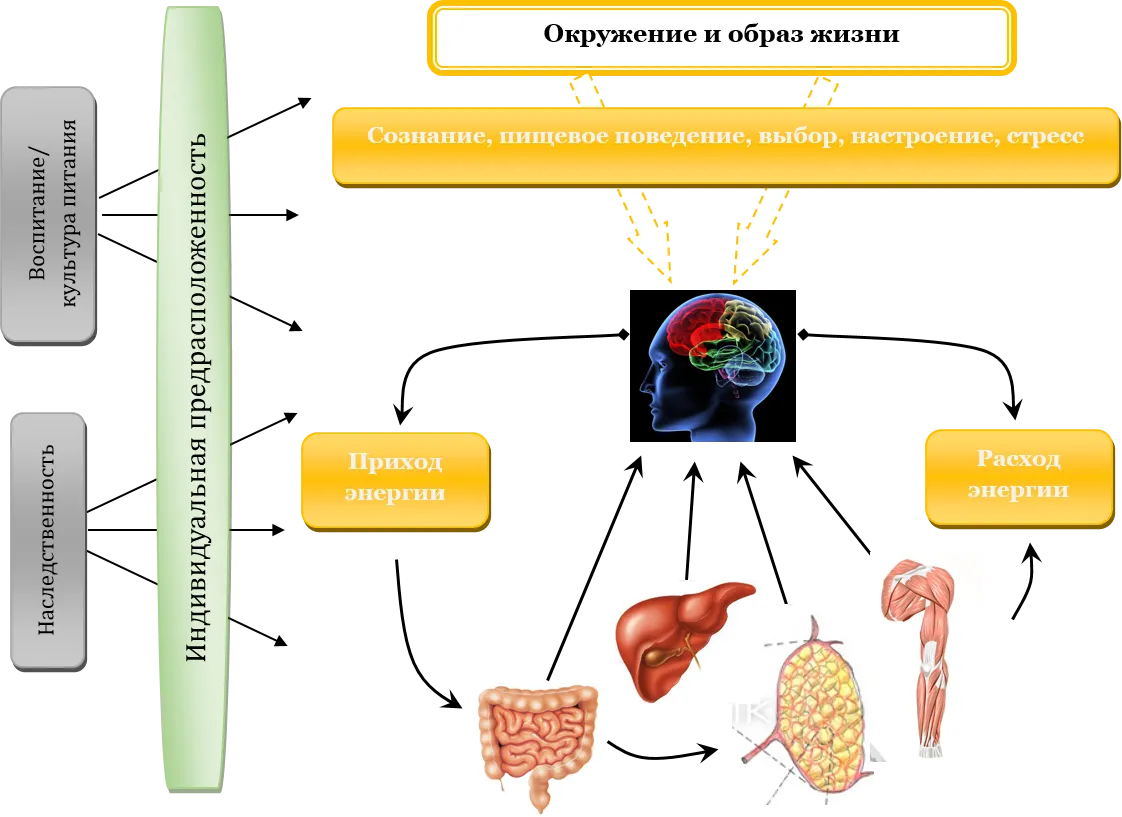 Cum este pierderea în greutate în organism