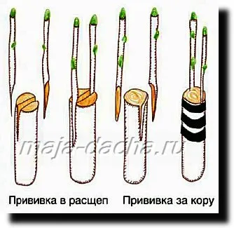 Как да направите няколко ваксинации по едно и също дърво, като свои ръце