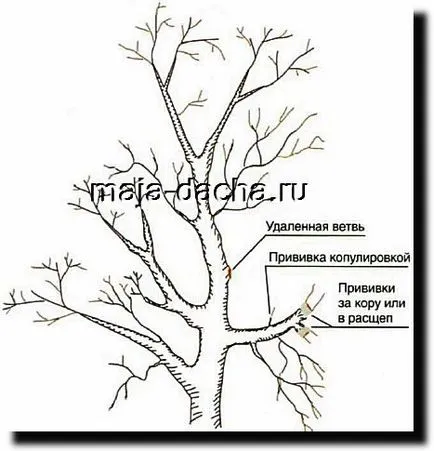 Как да направите няколко ваксинации по едно и също дърво, като свои ръце