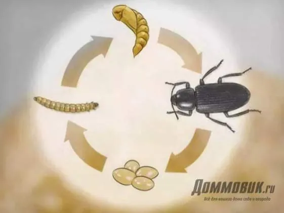 Cum să rasa mealworms