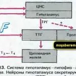 Hogyan kell főzni egy csirkemell, két narancs