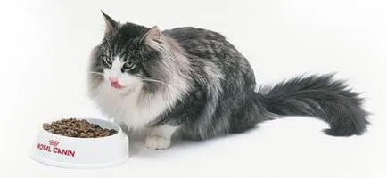 Как да изберем качествена храна за едри породи котки