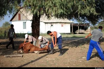 Hogyan szerzi a ló