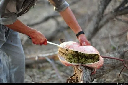 Hogyan szerzi a ló