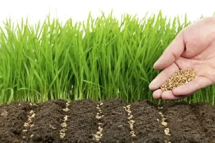 Как да вградите конкретното приложение на почвата siderates