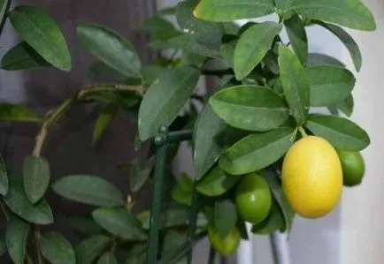 Calamondin în creștere la domiciliu