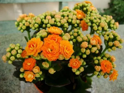 Kalanchoe Calandiva kalanchoe blossfeldiana var