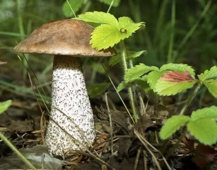 Hogyan nő vadon termő gombák webhelyén