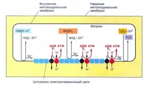 Oxigen sau aerobic pas metabolismului energetic, guru-ul de student