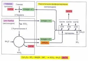 Oxigen sau aerobic pas metabolismului energetic, guru-ul de student