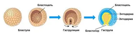 Oxigen sau aerobic pas metabolismului energetic, guru-ul de student