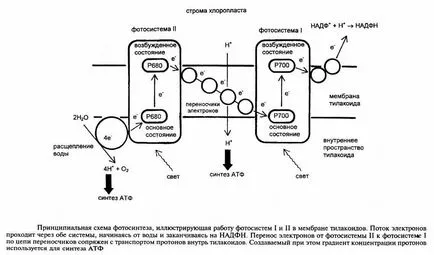 Oxigen sau aerobic pas metabolismului energetic, guru-ul de student