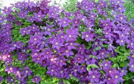 Clematis любов