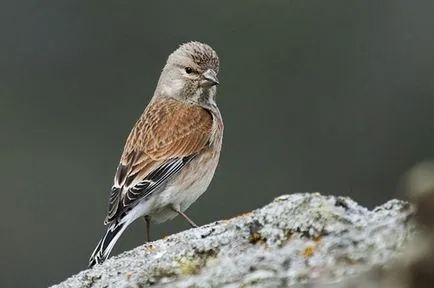 Konoplyanka (реполяризация), снимка и описание на птицата