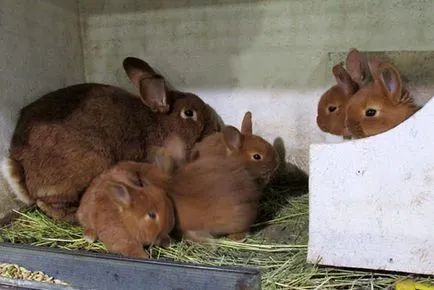 Când otsazhivayut iepuri de iepure, de la vârsta la care, atunci când iepurii ies din slot, videoclip