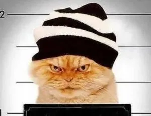 Котки престъпници или гангстери пухкав - истории за котки, които са преминали линията на закона - коментари