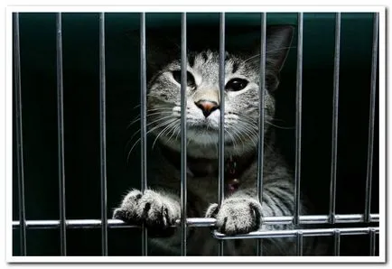 Macskák bűnözők, vagy gengszterek bolyhos - történetek a macskák, akik átlépte a vonalat a törvény - véleménye