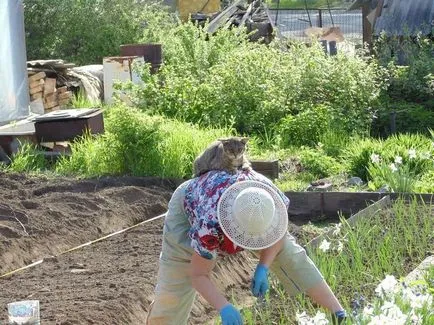 Кучета и котки са много странни същества снимка