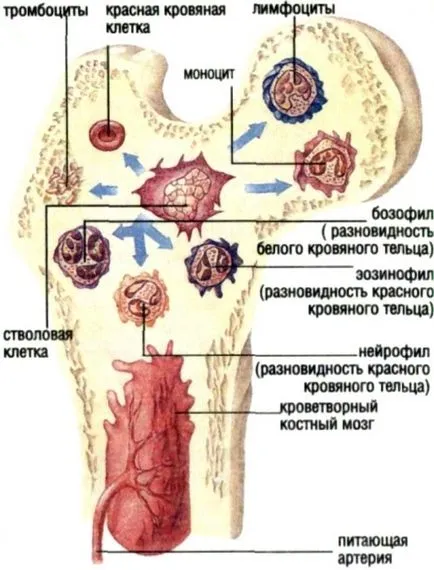 Csontvelő - ez