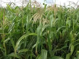 Kukorica termesztés, betakarítás, tárolás, előkészítés vetésre