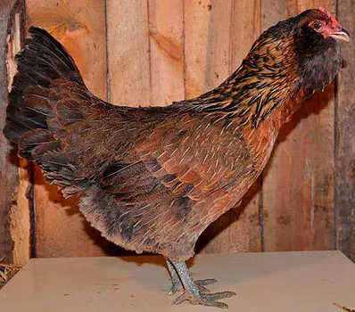 Csirkék tenyészteni fülvédője, fülvédője ukrán csirkék