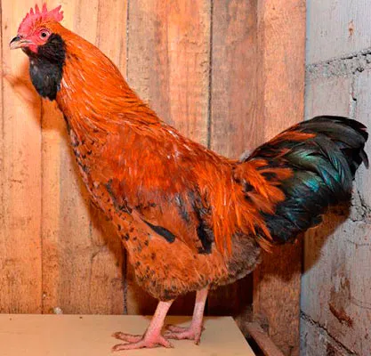Csirkék tenyészteni fülvédője, fülvédője ukrán csirkék