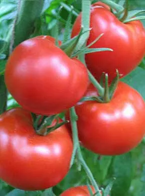 Cele mai bune soiuri de tomate pentru suc