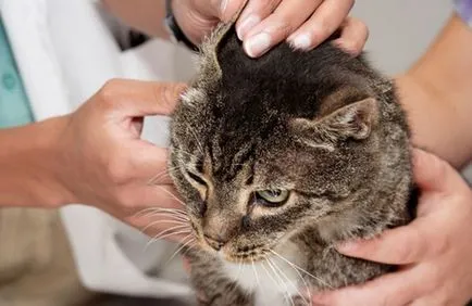 Cure за ушни червеи котки Средства антипаразитни