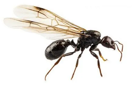 Летливи мравки как да се отървете от къщата и градината