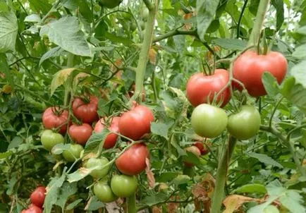 Cele mai bune soiuri de tomate pentru suc