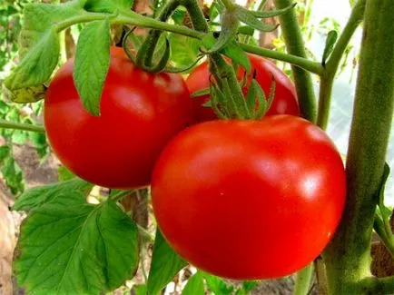 Cele mai bune soiuri de tomate pentru suc