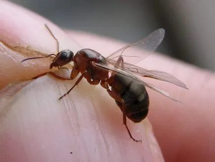 Летливи мравки как да се отървете от къщата и градината