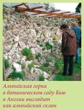 Maria Zgurskaya - grădină alpină și rockeries - pagina 2