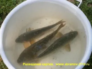 prăji Carp crapi