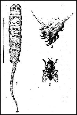 Țînțari, muște (lvink, Ilnitsa) și Horseflies