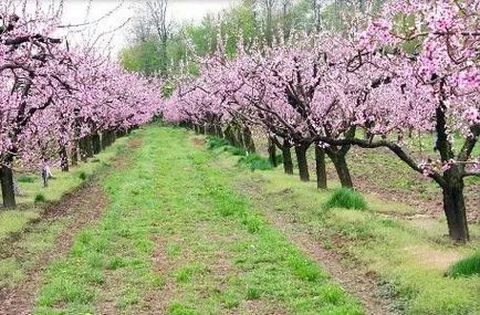 Almond roz spuma - plantarea și îngrijirea de arbuști ornamentali