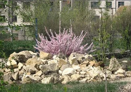 Prunus triloba засаждане и грижи в предградията, в Урал и други райони на България