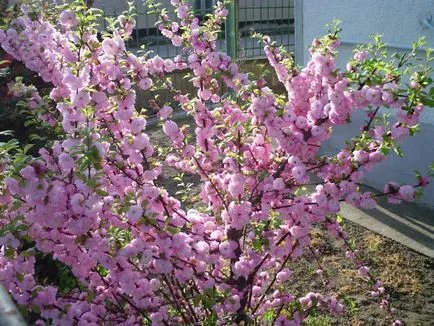 plantare Prunus triloba și de îngrijire în suburbii, în Urali și în alte regiuni din România