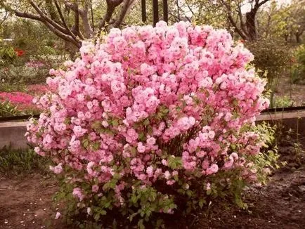 Prunus triloba засаждане и грижи в предградията, в Урал и други райони на България