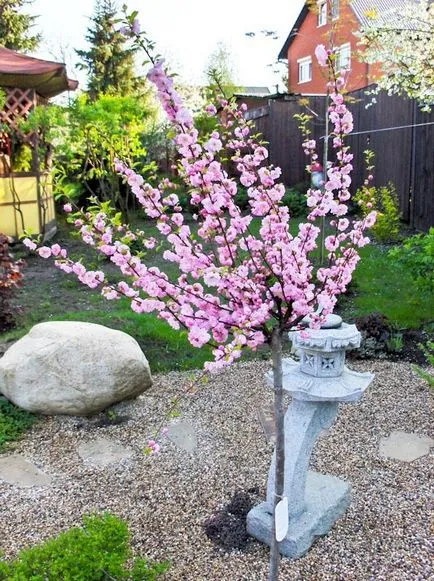 Prunus triloba ültetés és gondozás a külvárosban, az Urál és más régiók Magyarországon