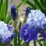 Dragostea mea - irisi! flori ornamentale și arbuști