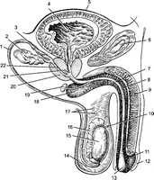 Cel mai bun mod nostru de a face un decoct de pelin cu prostatita