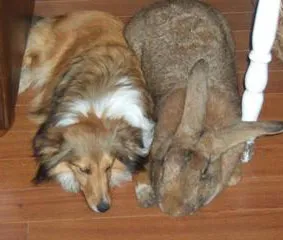 Възможно ли е да се започне един заек, ако имате куче - съдържанието на зайци декоративни - декоративен