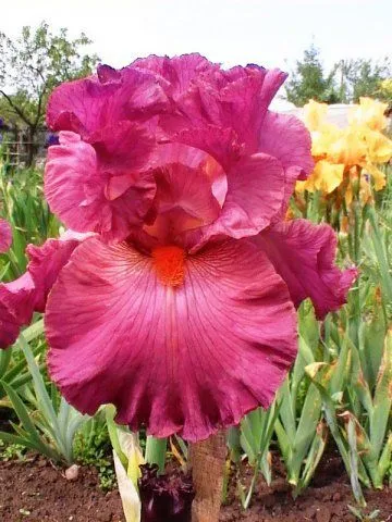 Dragostea mea - irisi! flori ornamentale și arbuști