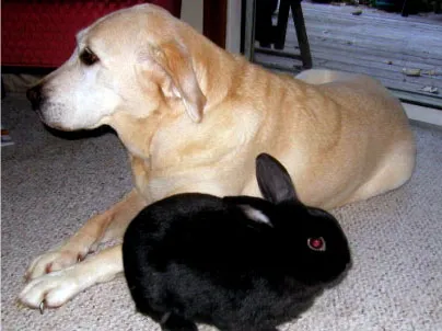 Възможно ли е да се започне един заек, ако имате куче - съдържанието на зайци декоративни - декоративен